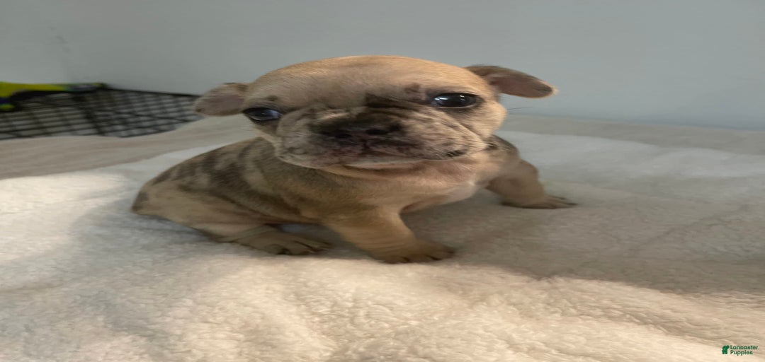 Gallery Image {{count}}