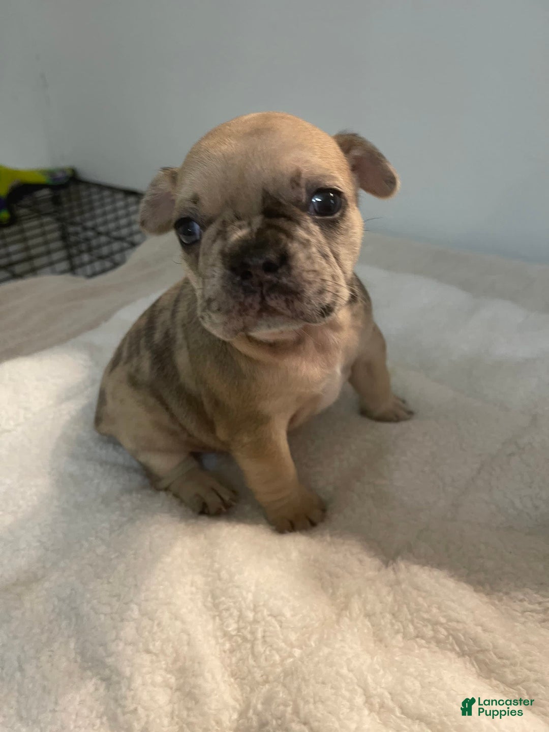 Gallery Image {{count}}