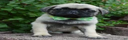 Pug dogs for sale: Pearl - Ad 10