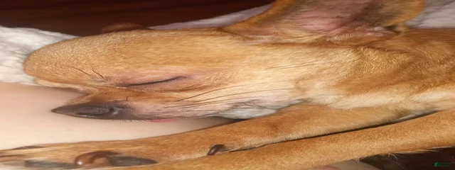 Chew-Chew