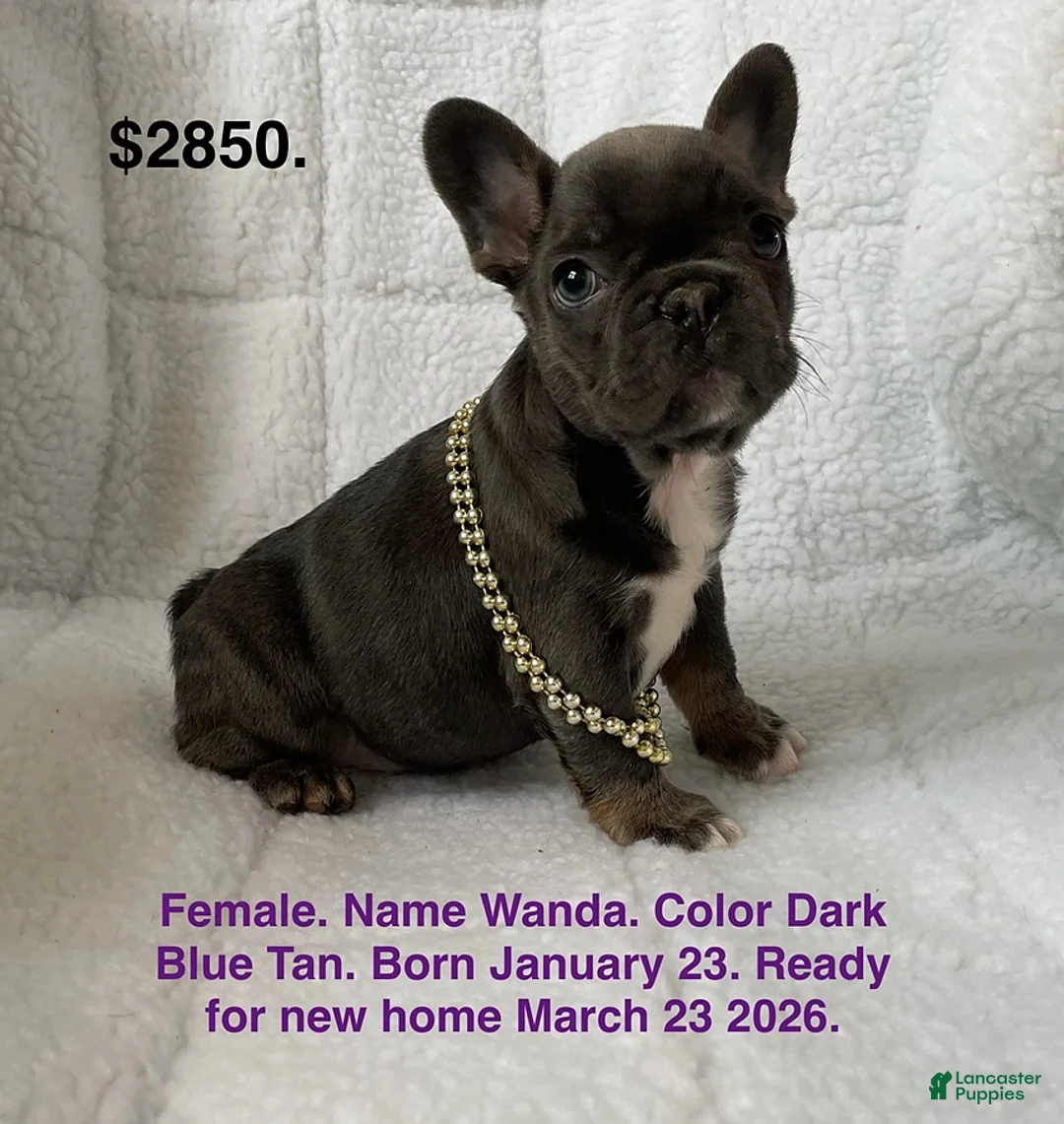 French Bulldog dogs for sale: Wanda - Ad 1