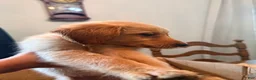 Mixed Breed dogs for sale: Mixed Breed 12 - Ad 3