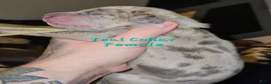 Teal collar