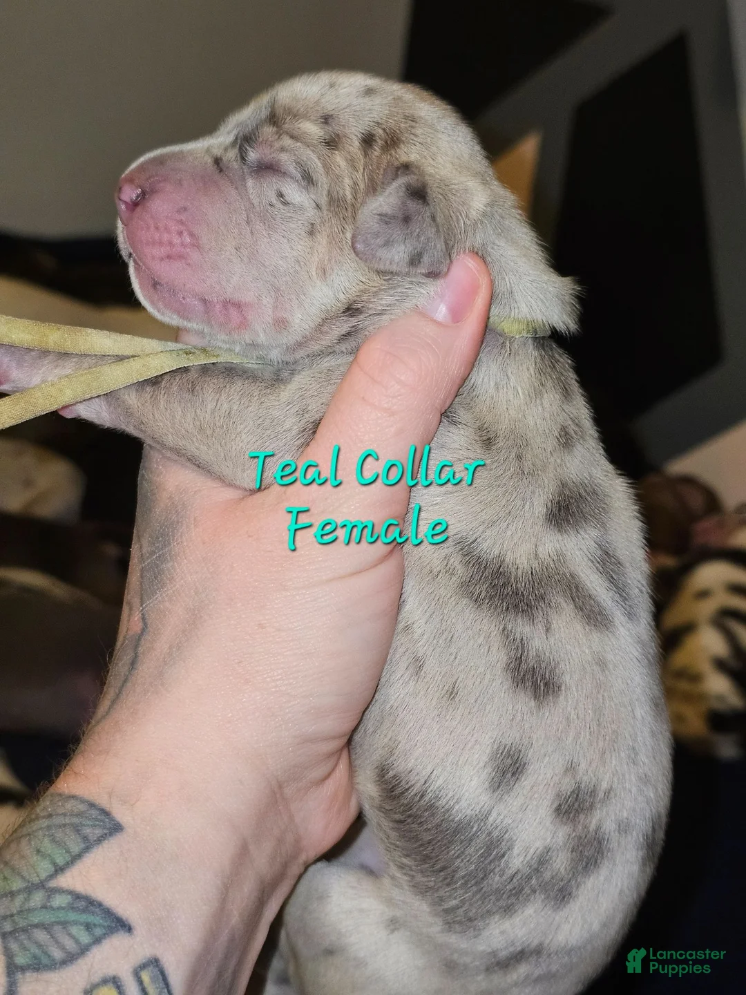 Great Dane dogs for sale: Teal collar - Ad 1