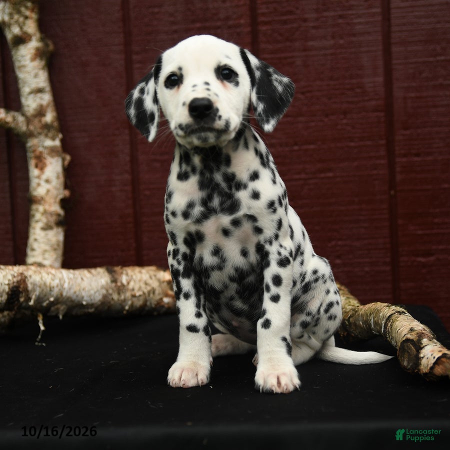Dalmatian dogs Joy - Ad 1