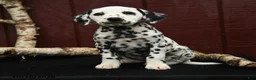 Dalmatian dogs for sale: Joy - Ad 1