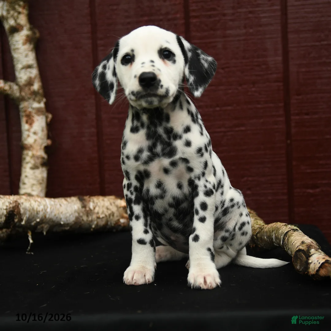 Dalmatian dogs for sale: Joy - Ad 1