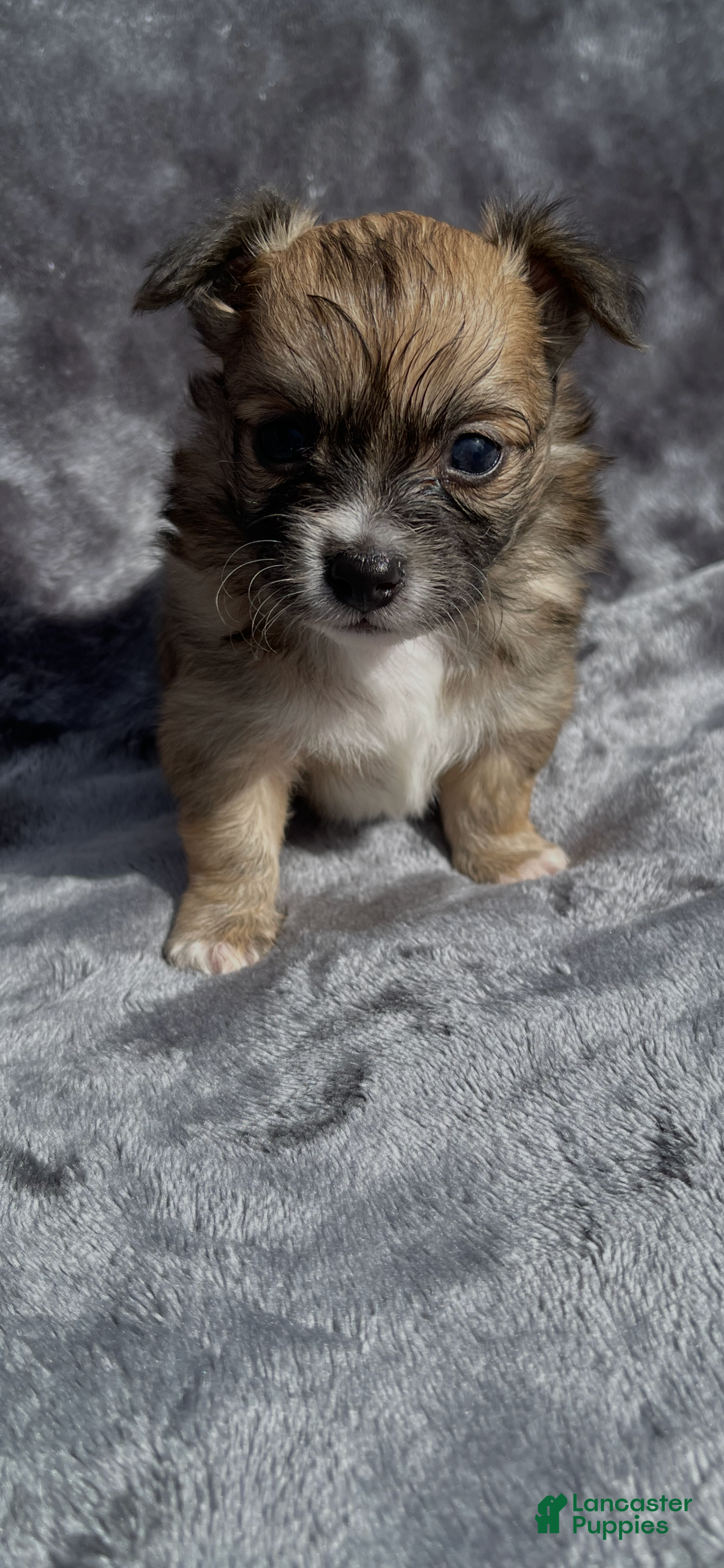 Chihuahua dogs Chihuahua 3 - Ad 2