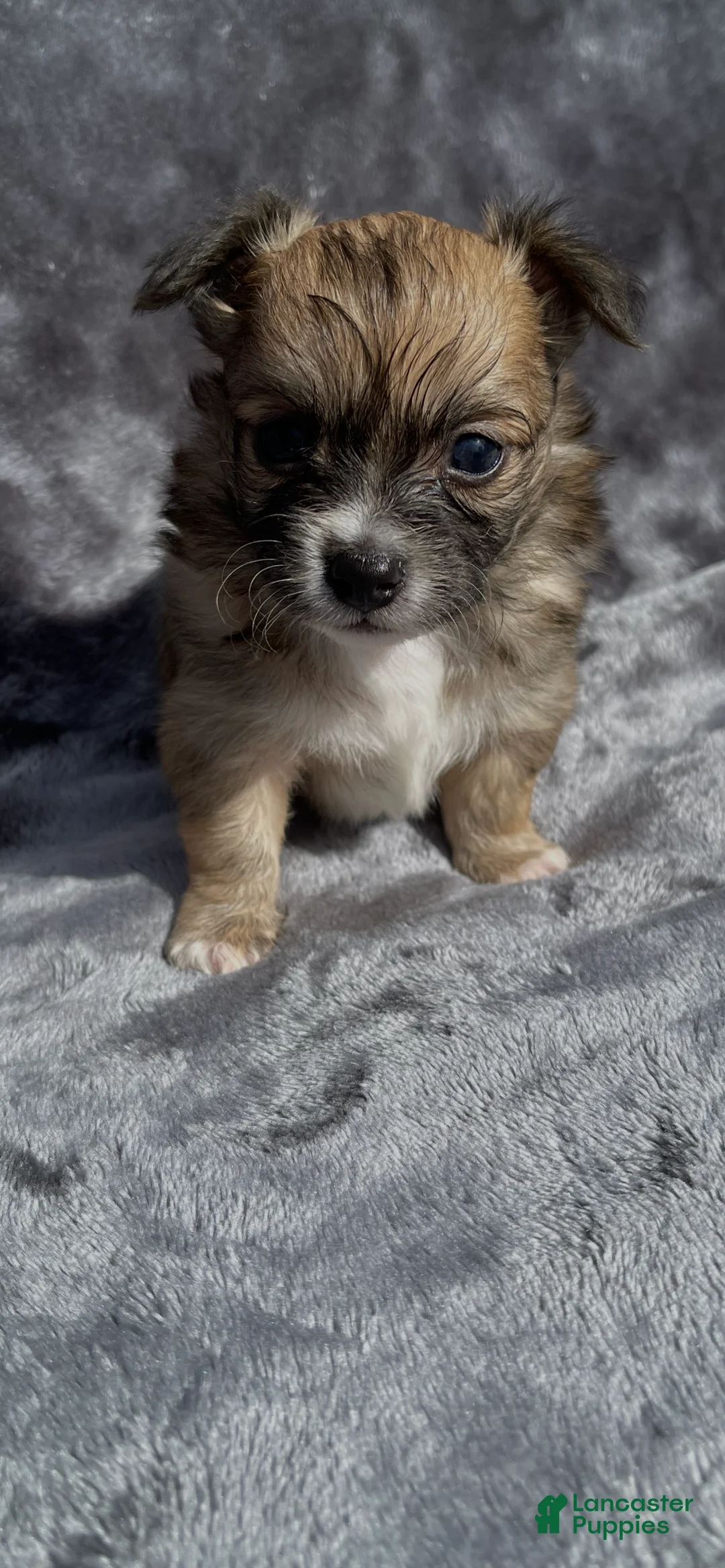 Chihuahua dogs for sale: Chihuahua 3 - Ad 2