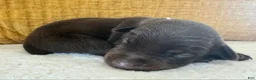 Doberman Pinscher dogs for sale: Daisy - Ad 4