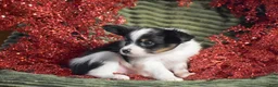Papillon dogs for sale: Blitz - Ad 10