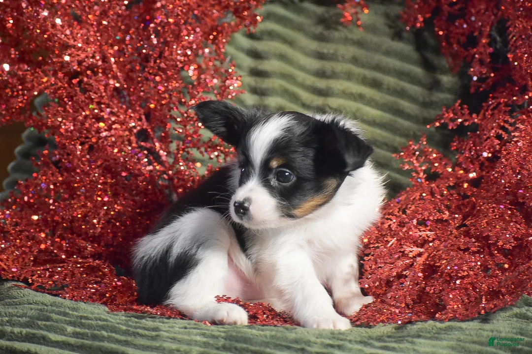 Papillon dogs for sale: Blitz - Ad 10