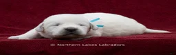 Labrador Retriever dogs for sale: Mateo - Ad 1