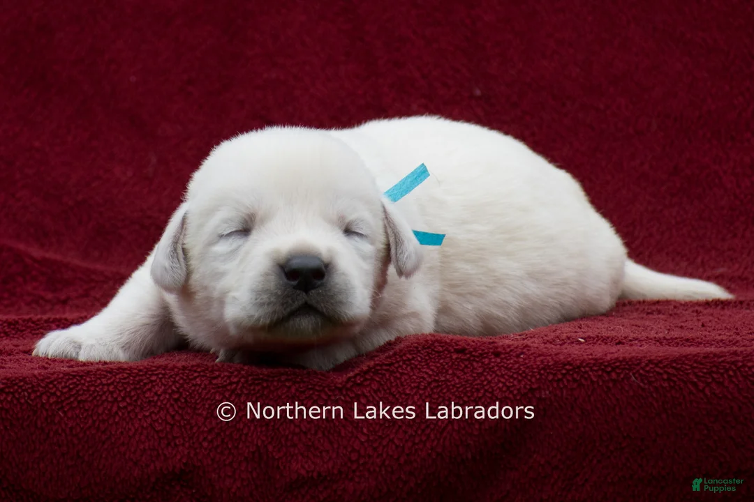 Labrador Retriever dogs for sale: Mateo - Ad 1