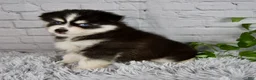 Pomsky dogs for sale: Tanner - Ad 2