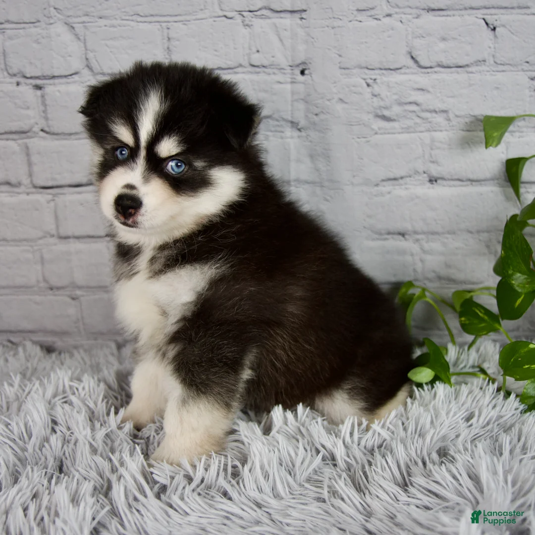 Pomsky dogs for sale: Tanner - Ad 2