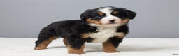 Bernese Mountain Dog dogs for sale: Frost - Ad 2