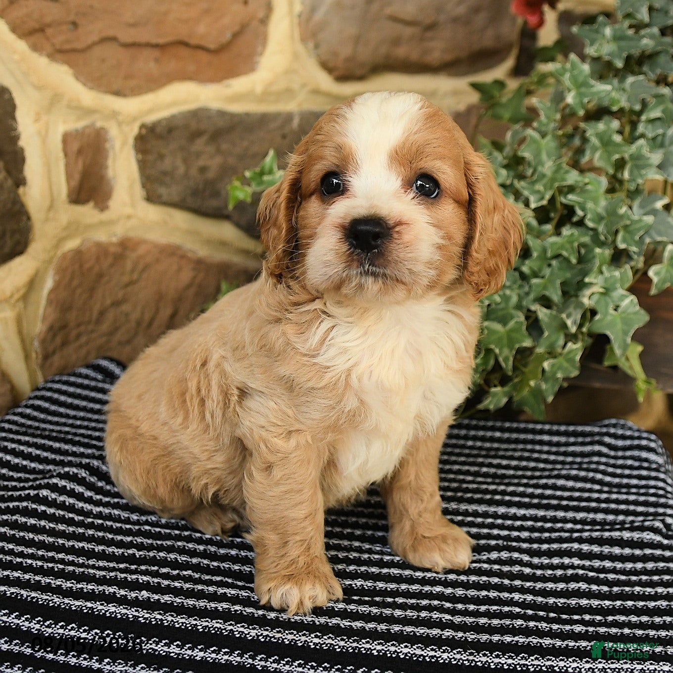 Cockapoo dogs Maxwell - Ad 1