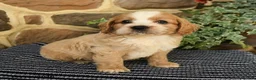 Cockapoo dogs for sale: Maxwell - Ad 1