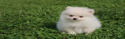 Pomeranian dogs for sale: Mochi - Ad 11