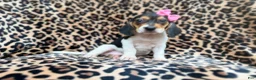 Beagle dogs for sale: Winnie - Ad 3