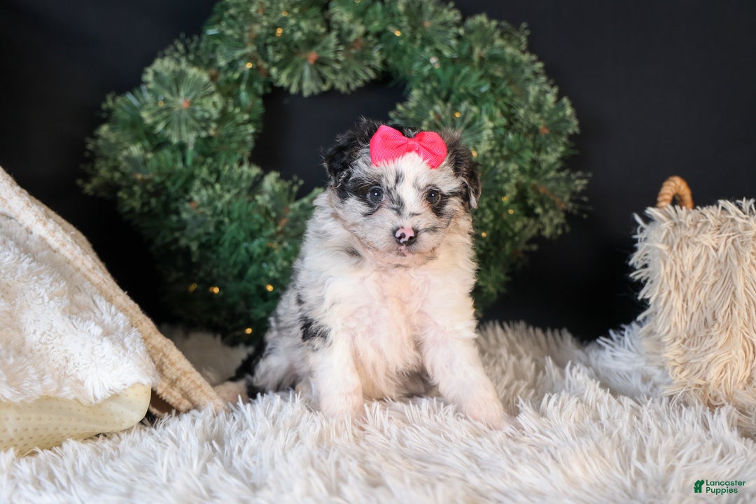 Mini Aussiedoodle dogs for sale: Gabby - Ad 11