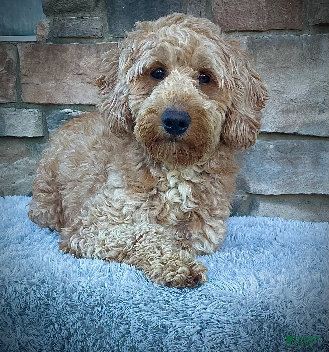 Mini Goldendoodle dogs for sale: Ms. Penelope - Ad 7