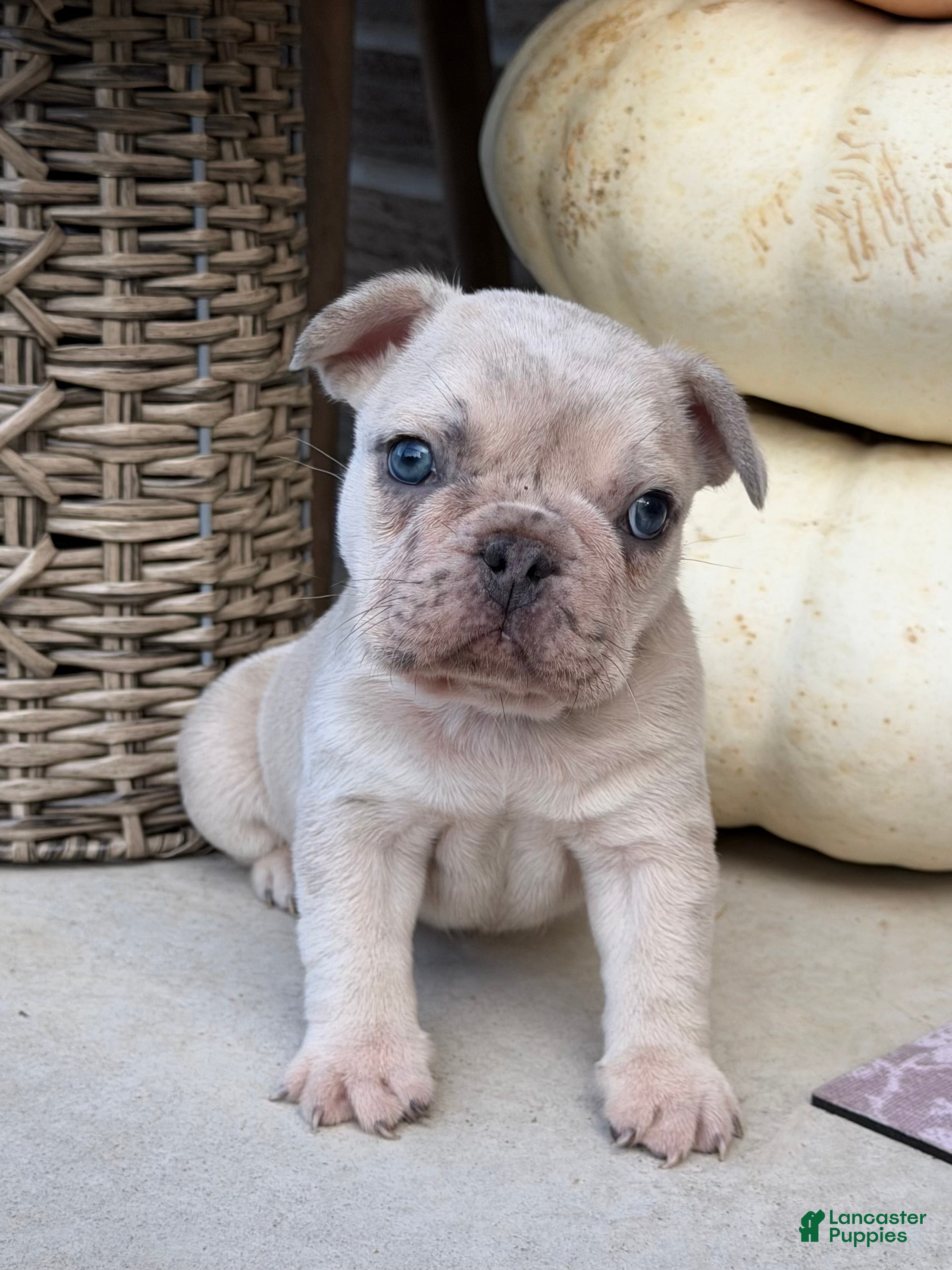 French Bulldog dogs French Bulldog 1 - Ad 1