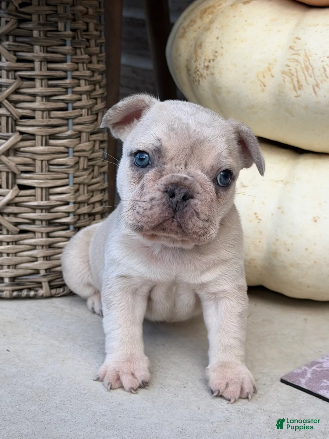 French Bulldog dogs for sale: French Bulldog 1 - Ad 1