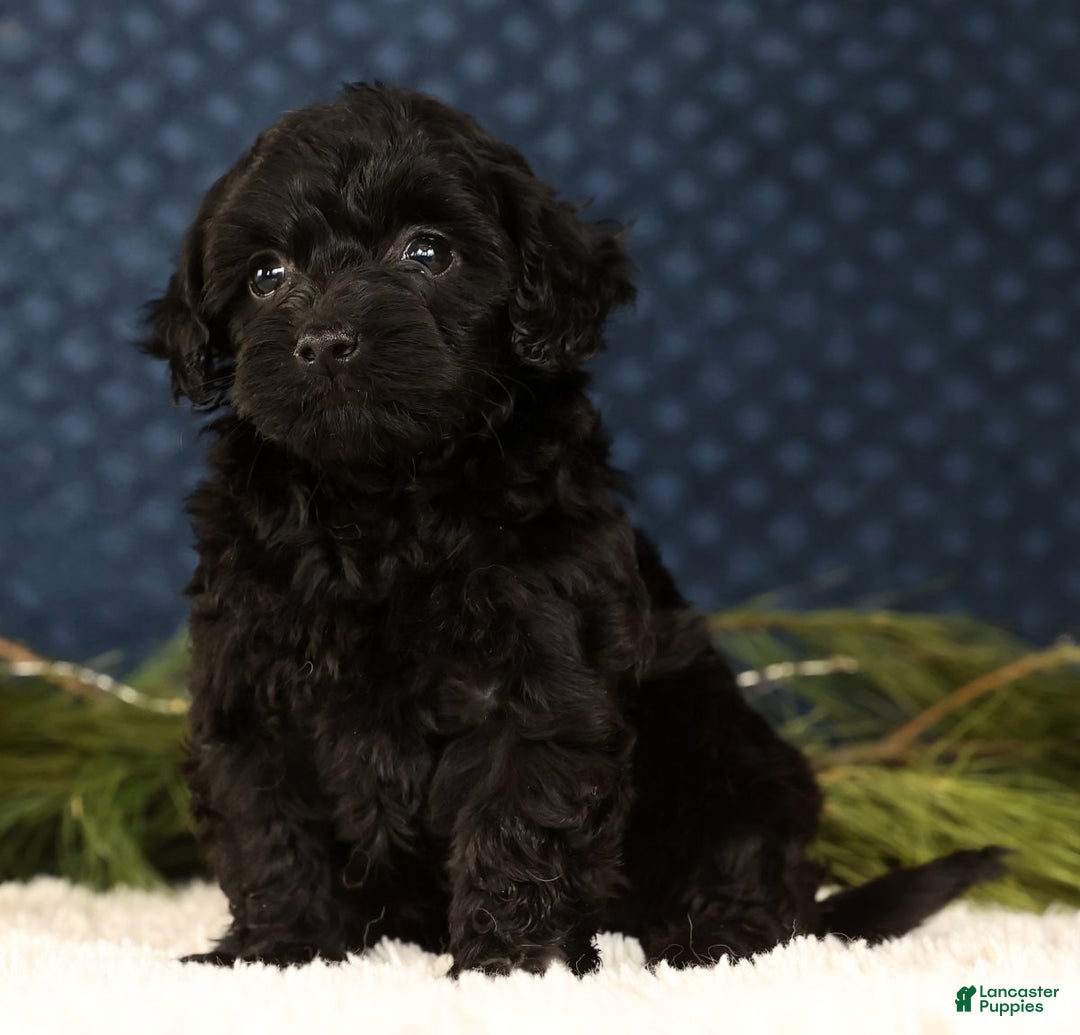 Havapoo dogs for sale: Wendy - Ad 7