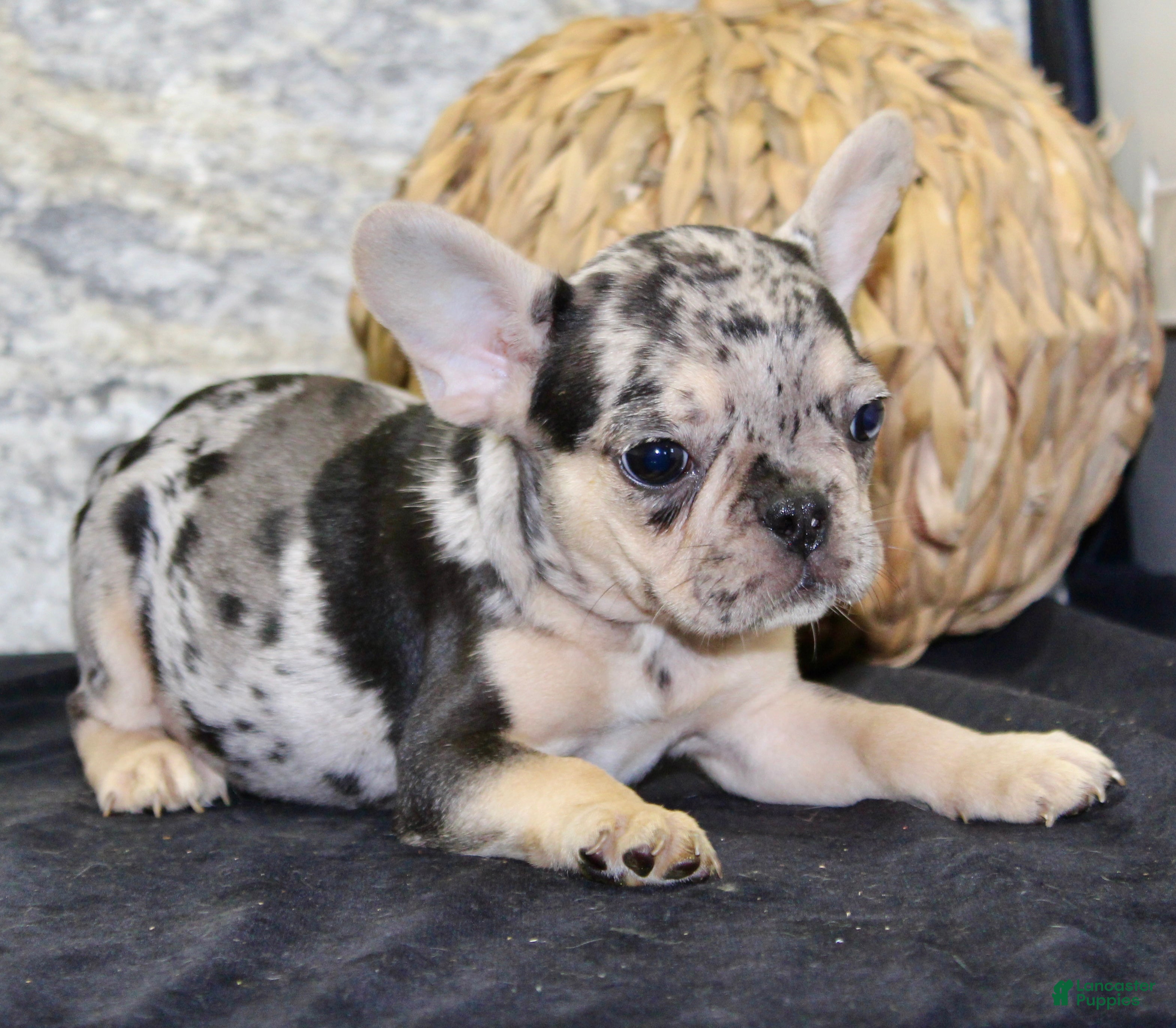 French Bulldog dogs Luna - Ad 2