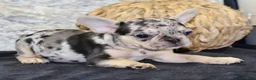 French Bulldog dogs for sale: Luna - Ad 2