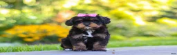 Cavapoo dogs for sale: Millie - Ad 5