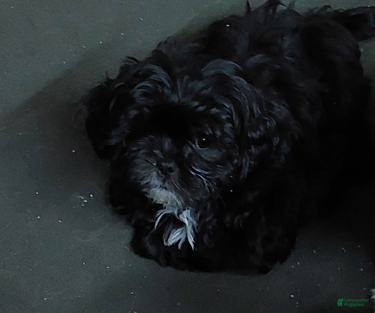 Shih Tzu dogs Shih Tzu Puppy 3 - Ad 2
