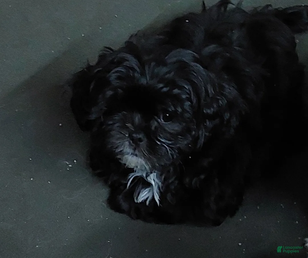 Shih Tzu dogs for sale: Shih Tzu Puppy 3 - Ad 2