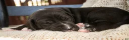 Great Dane dogs for sale: Stetson - Ad 5