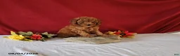 Cavapoo dogs for sale: Timmy - Ad 3