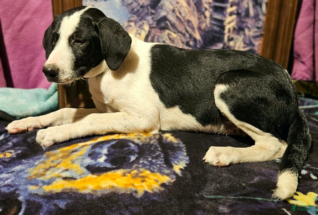 Border Collie dogs for sale: Dolly - Ad 19