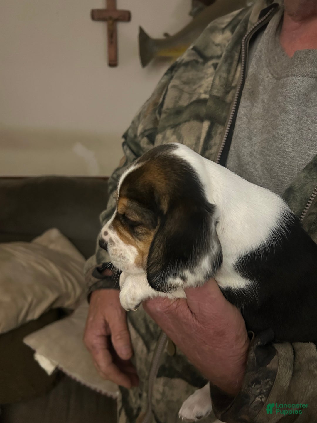 Beagle dogs for sale: Beagle Puppy 1 - Ad 2