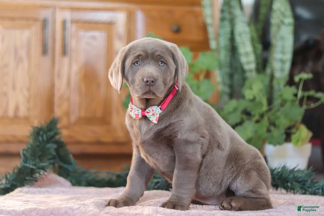 Labrador Retriever dogs for sale: Holly - Ad 3