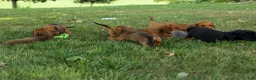 Miniature Dachshund dogs for sale: Sabrina 💝 - Ad 13