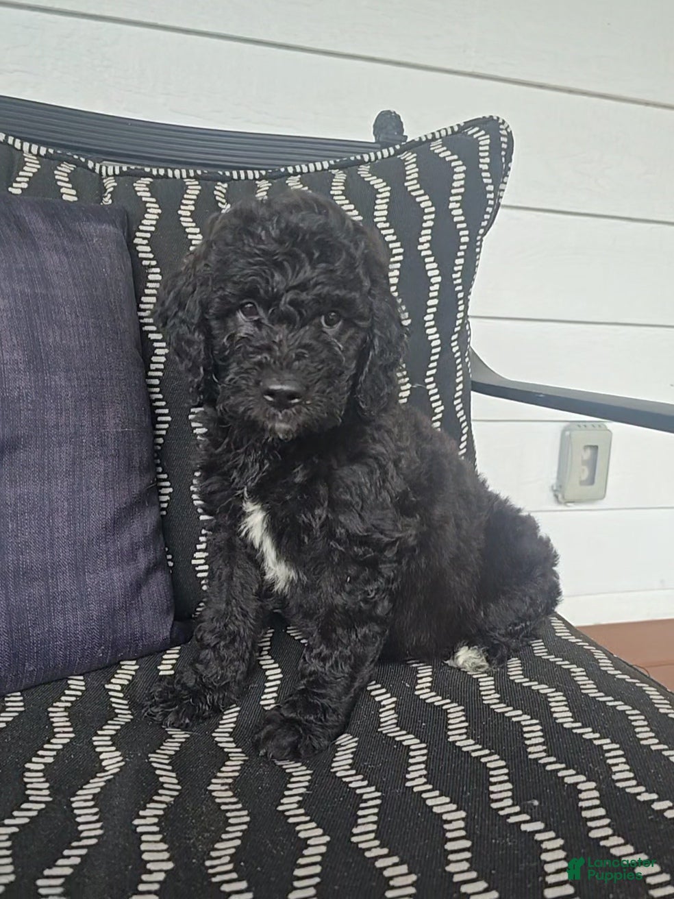 Miniature Labradoodle dogs for sale: Miniature Labradoodle Green - Ad 1