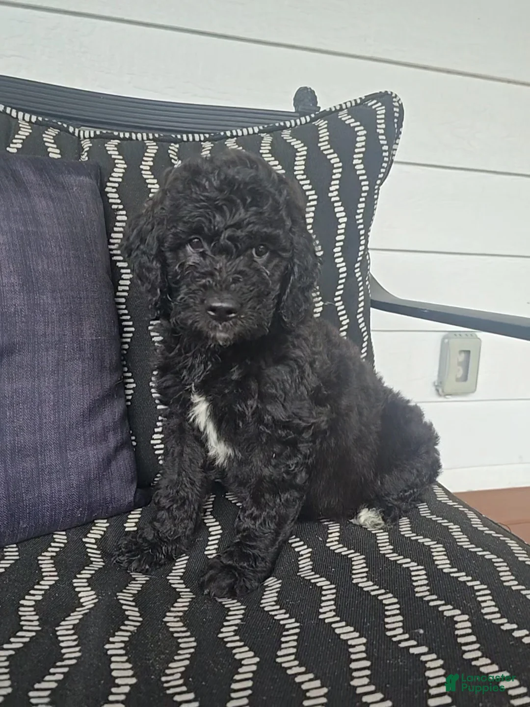 Miniature Labradoodle dogs for sale: Miniature Labradoodle Green - Ad 1