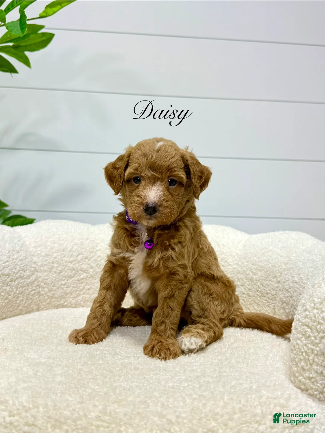 Mini Goldendoodle dogs for sale: Daisy  🌼🥰 - Ad 2