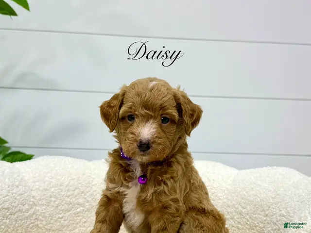 Mini Goldendoodle dogs for sale: Daisy 🌼🥰 - Ad 2