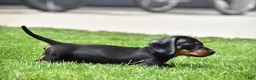 Miniature Dachshund dogs for sale: Slinky - Ad 18