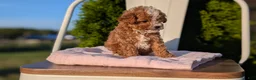 Cavapoo dogs for sale: Sparky - Ad 7
