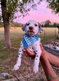 Dalmatian dogs Male 4 - Ad 1