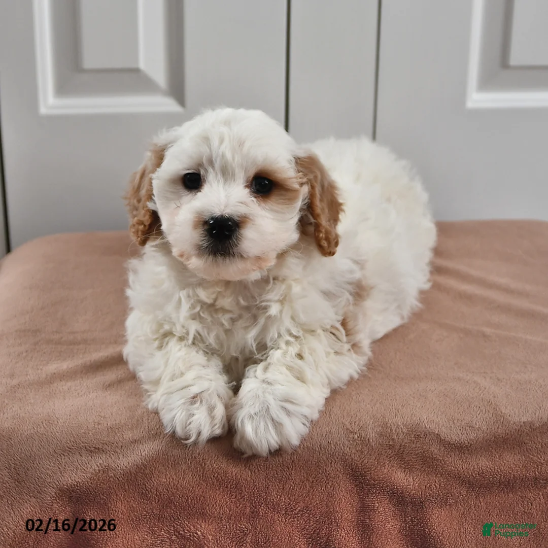Cavapoo dogs for sale: Sunny  - Ad 1