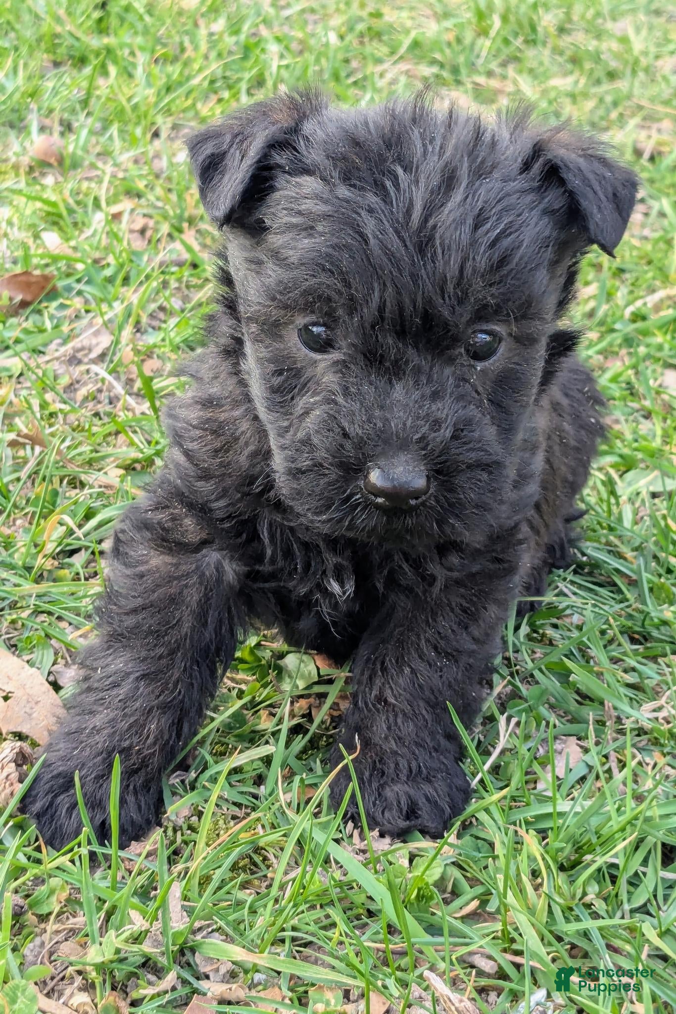 Mixed Breed dogs Diesel - Ad 1